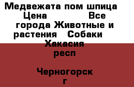 Медвежата пом шпица › Цена ­ 40 000 - Все города Животные и растения » Собаки   . Хакасия респ.,Черногорск г.